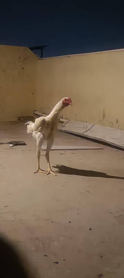 garman oh Shamo quality birds available resanabel price