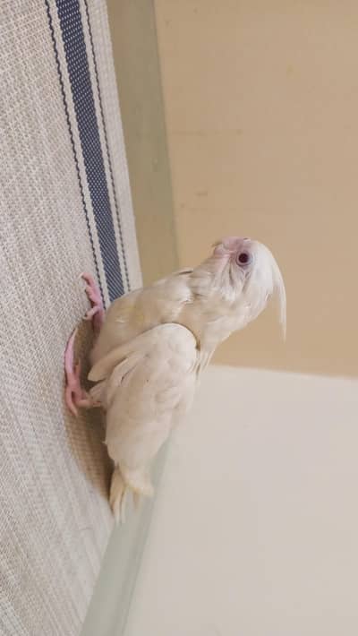 BABY COCKTIEL WHITE RED EYES TAMED RECALL