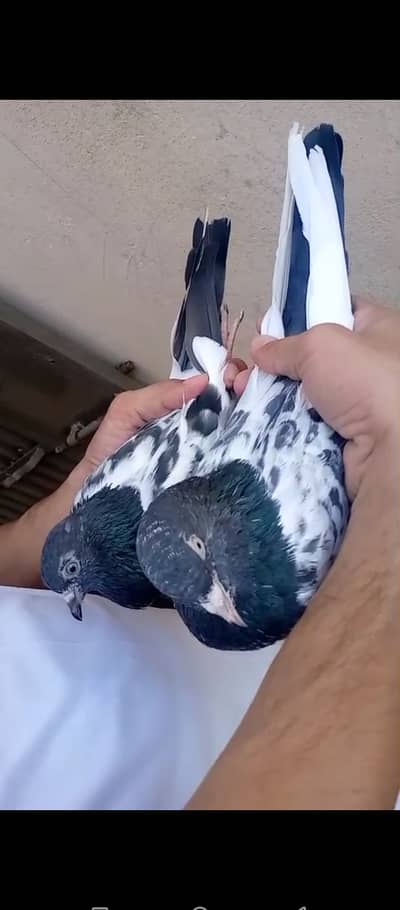 Teddy nar ferozpuri madi