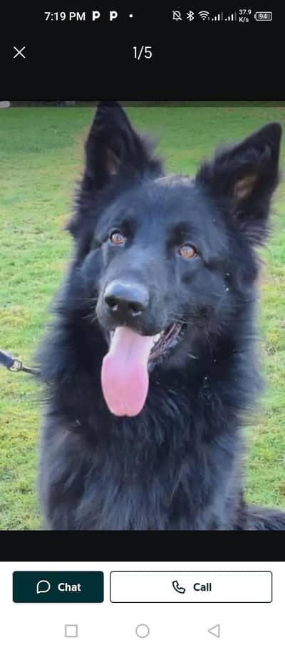 black German shepherd   perform quality