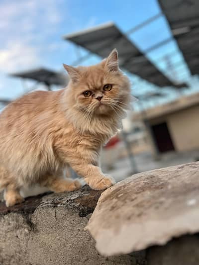 2 cat hn femalale . . . add pora parhay