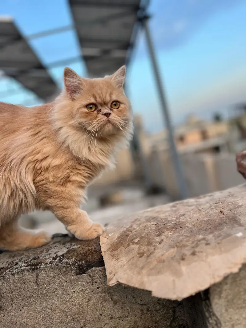 2 cat hn femalale . . . add pora parhay — photo 2