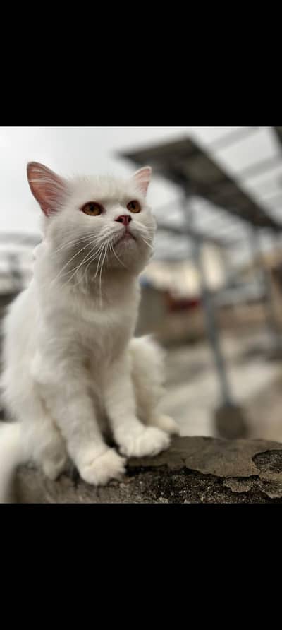 percian cat vaccinatied