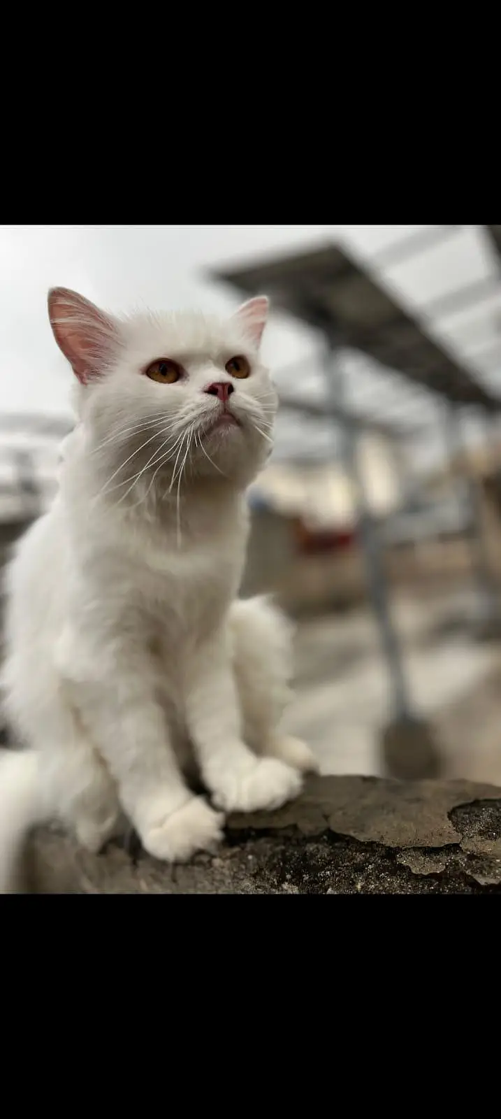 2 cat hn femalale . . . add pora parhay — photo 3