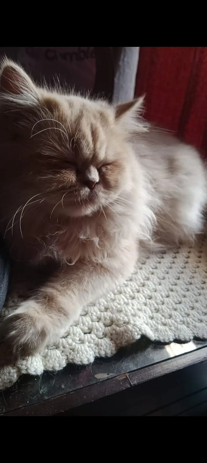 2 cat hn femalale . . . add pora parhay — photo 4