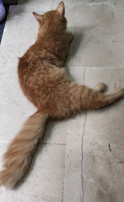 Persian cat 3 cot. . Age 3 month Only. vaccine ok Health &Active