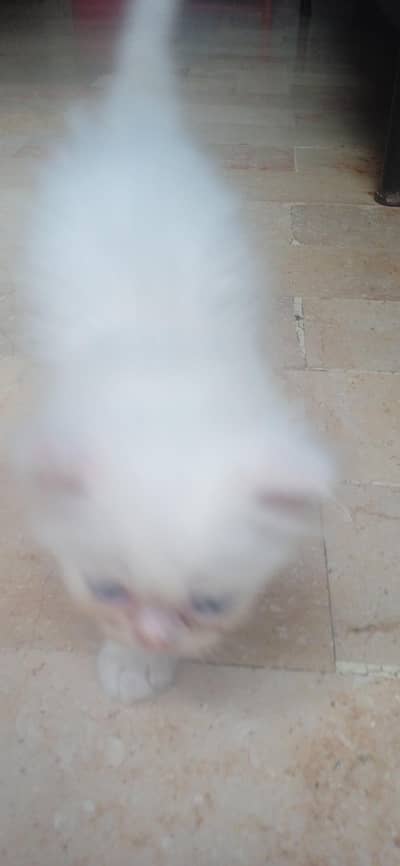 kittens for sale
