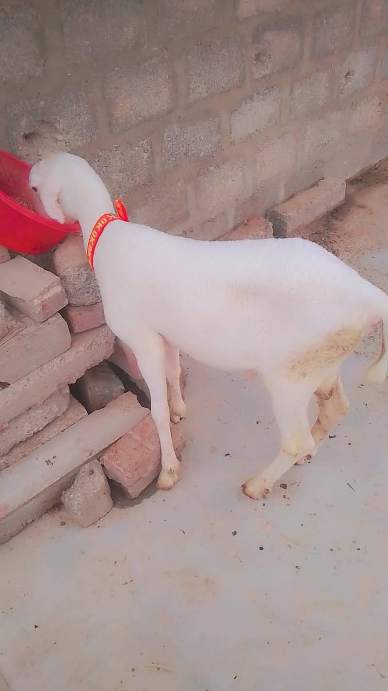 sheep 0
