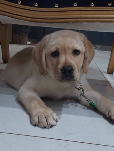 Labrador puppies available