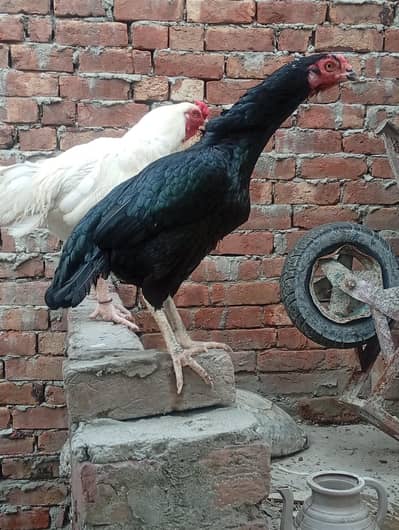 Aseel Pathi heera chick black breeder madi