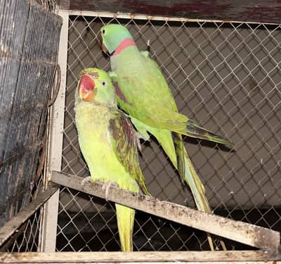 Talking Raw Parrot Pair (3 Years Old) – Beautiful & Healthy