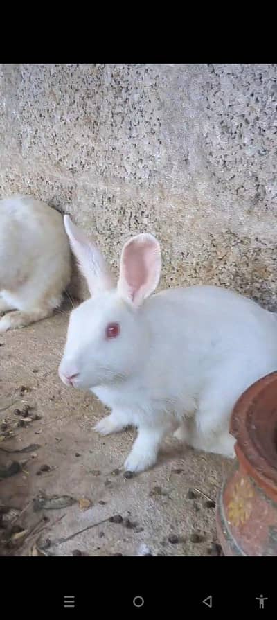 Breader Pair Red eyes pure white 03005026337 Rabbits khargosh