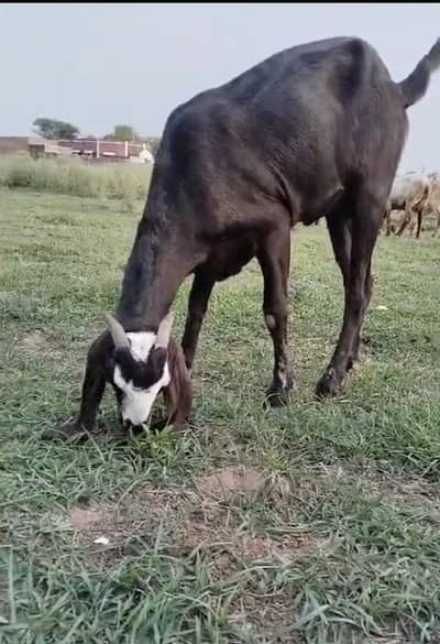 SALE SALE SALE CHOOSE THE GOAT AND contact  PRICE Is reasonable