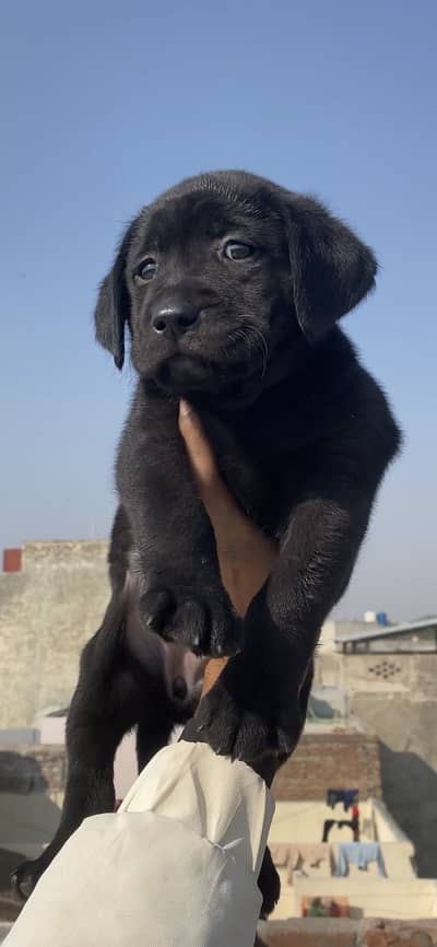 Labrador puppies black lover