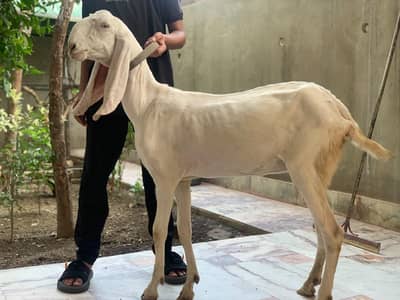 | ranjanpuri + beetle cross | with little goat included