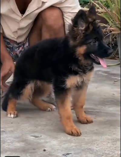 German shepherd puppy Black & Brown 03479990125 more WhatsApp