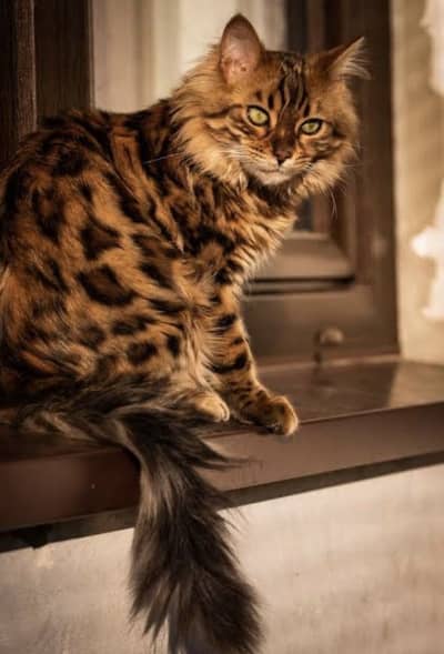 Chittah Print Persion Cat 3 Coated For Sale Sialkot
