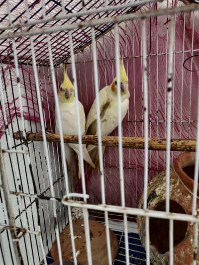 Cocktail Parrots