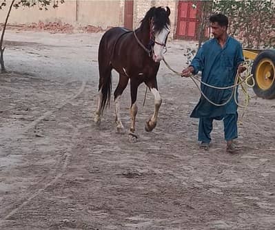 Out clas ghora