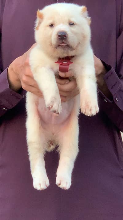 Afghan kochi dog male 2 month for sale security dog available