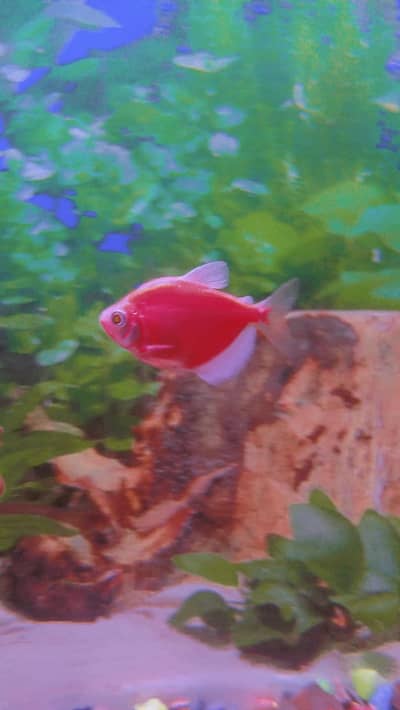 Flourecent tetra or shipping fish
