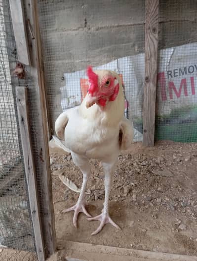 Heera For Sale