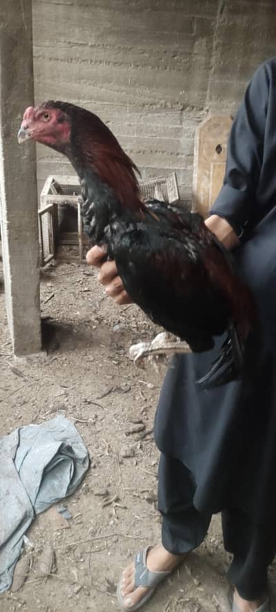 pure black  lakha (band gaddi)
