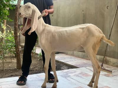 | rajanpuri + beetle cross | with little female goat
