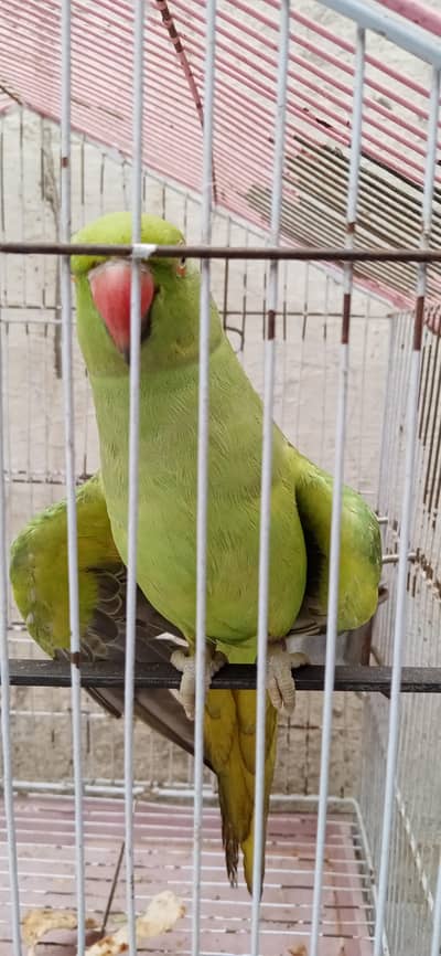Female (Hand tame breeder parrot
