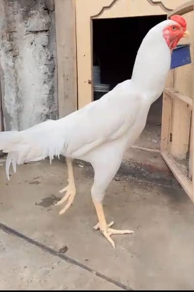 White o Shamo