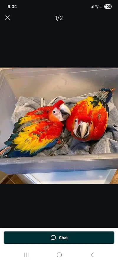 red macaw parrot cheeks for sale 03231221638