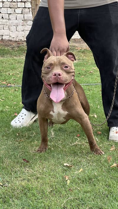 Pitbull male