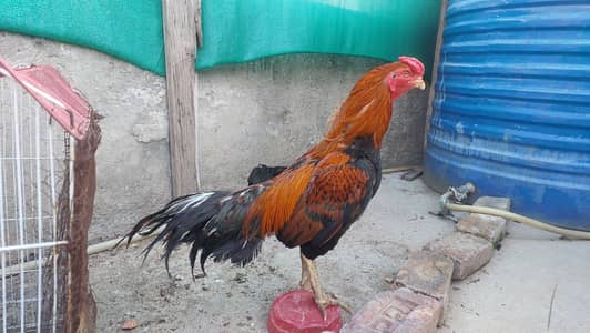 Aseel hen pair for sale urgent basis 2 hens 2 chicks 1 male