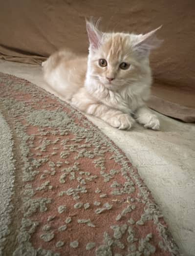 Persian long coat