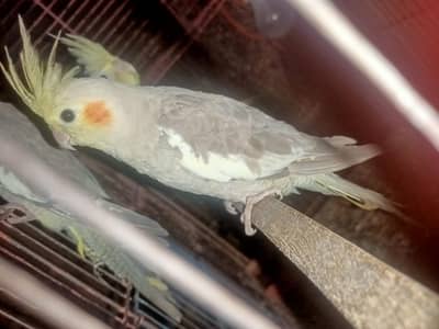 parrot