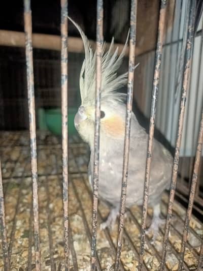 parrot