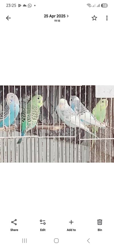 Australian Birds For Sale