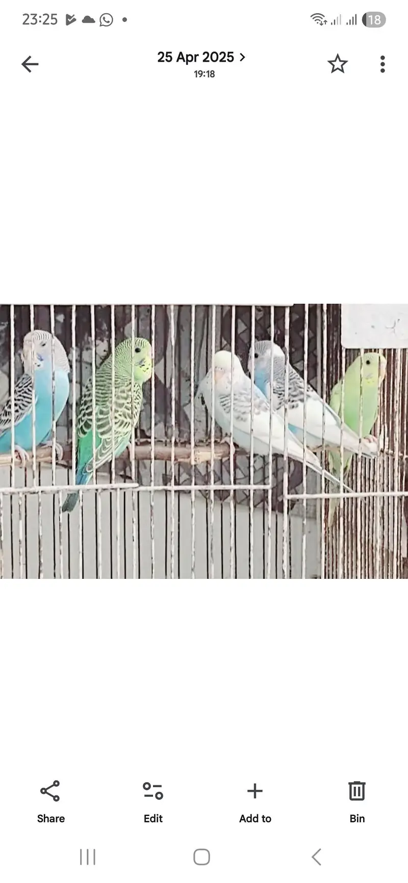 Australian Birds For Sale
