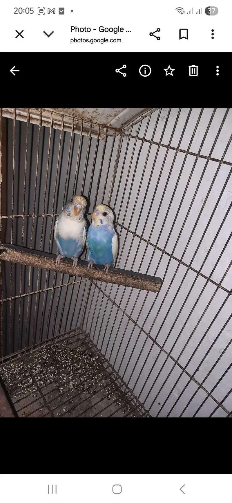 Australian Birds For Sale — photo 2