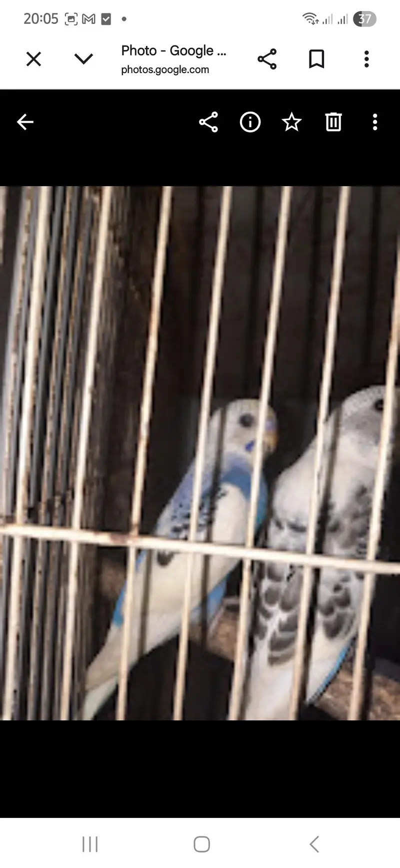 Australian Birds For Sale — photo 3