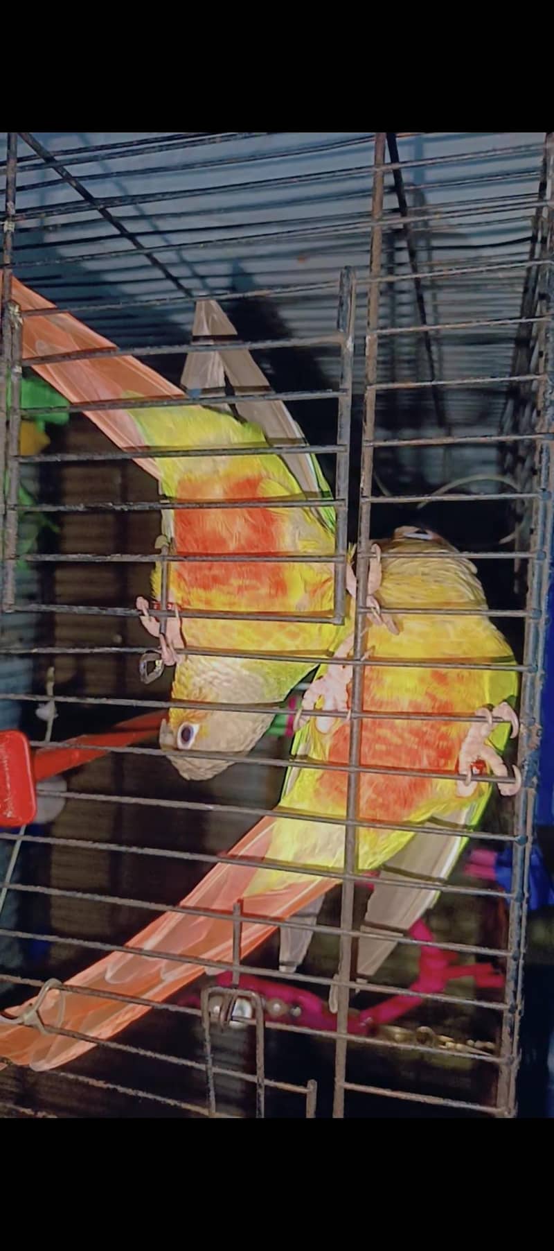 pineapple conure red factor 0