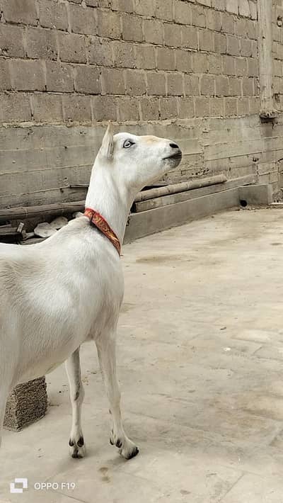 female 8 danth teddy for sale han