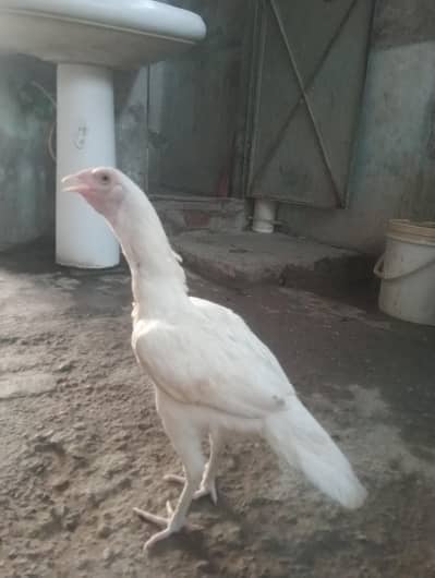 white Aseel / paper white female available eggs laying kr rhi Hain