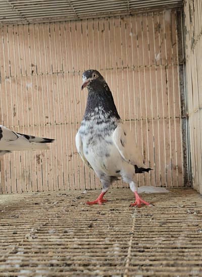 Teddy Kabootar/ Taddi Pigeon. Teddi kabutar.