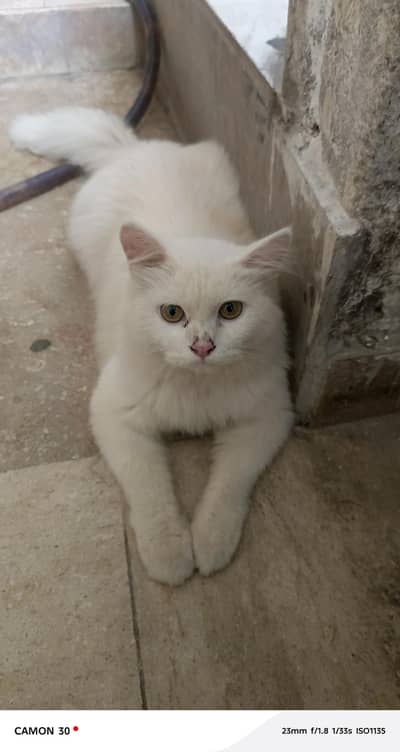cat for sale