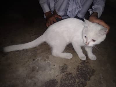 white cat