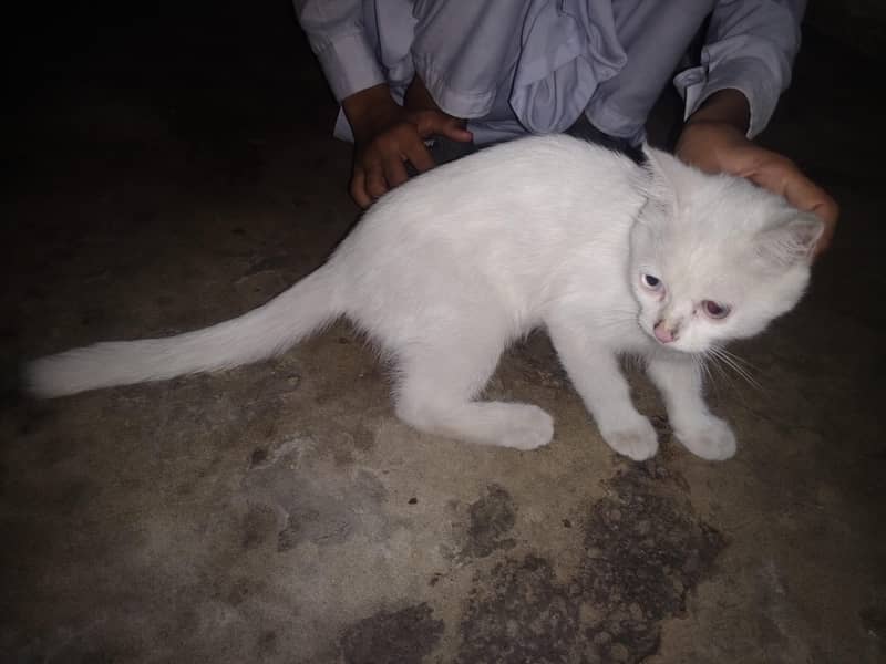 white cat 0