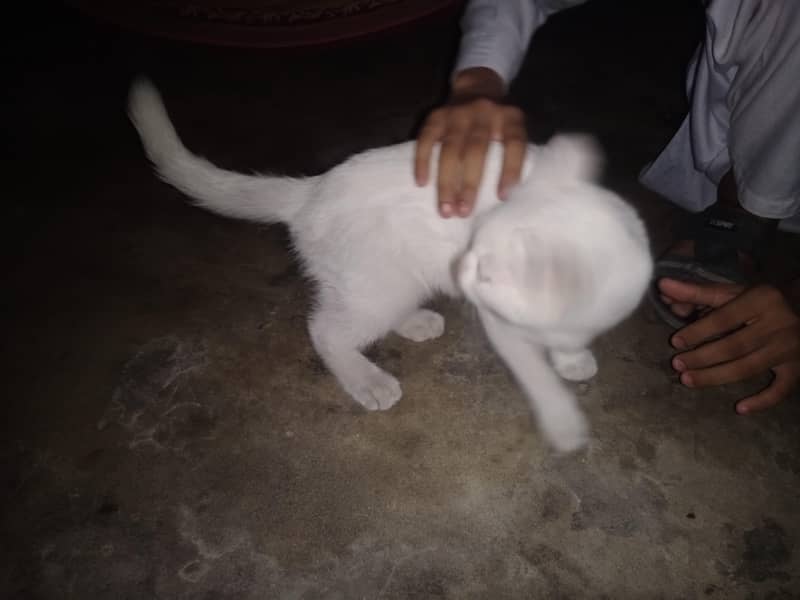 white cat 1
