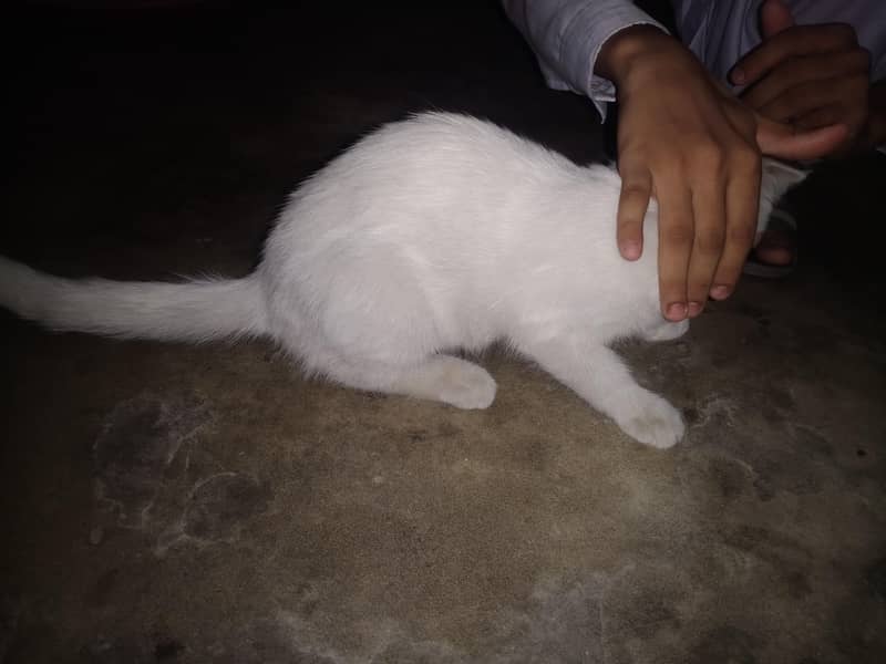 white cat 2