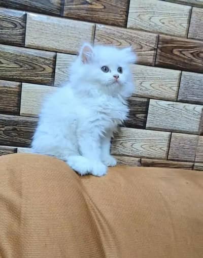 Persian cat for sale 2 month age available
